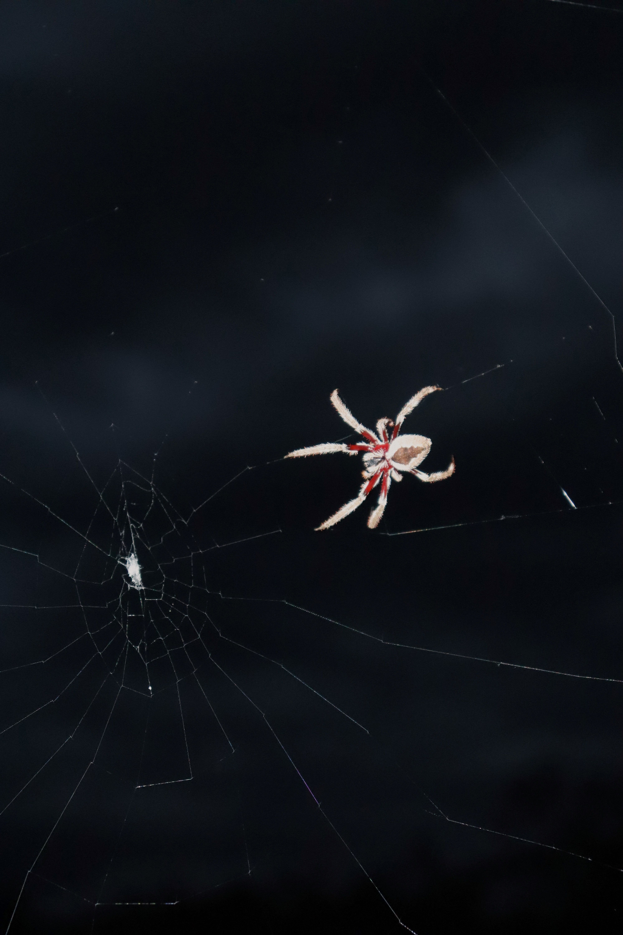 Spiders