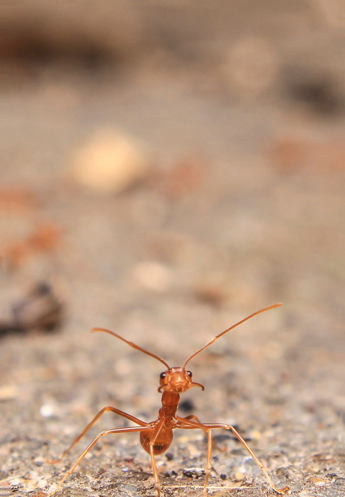 Ants