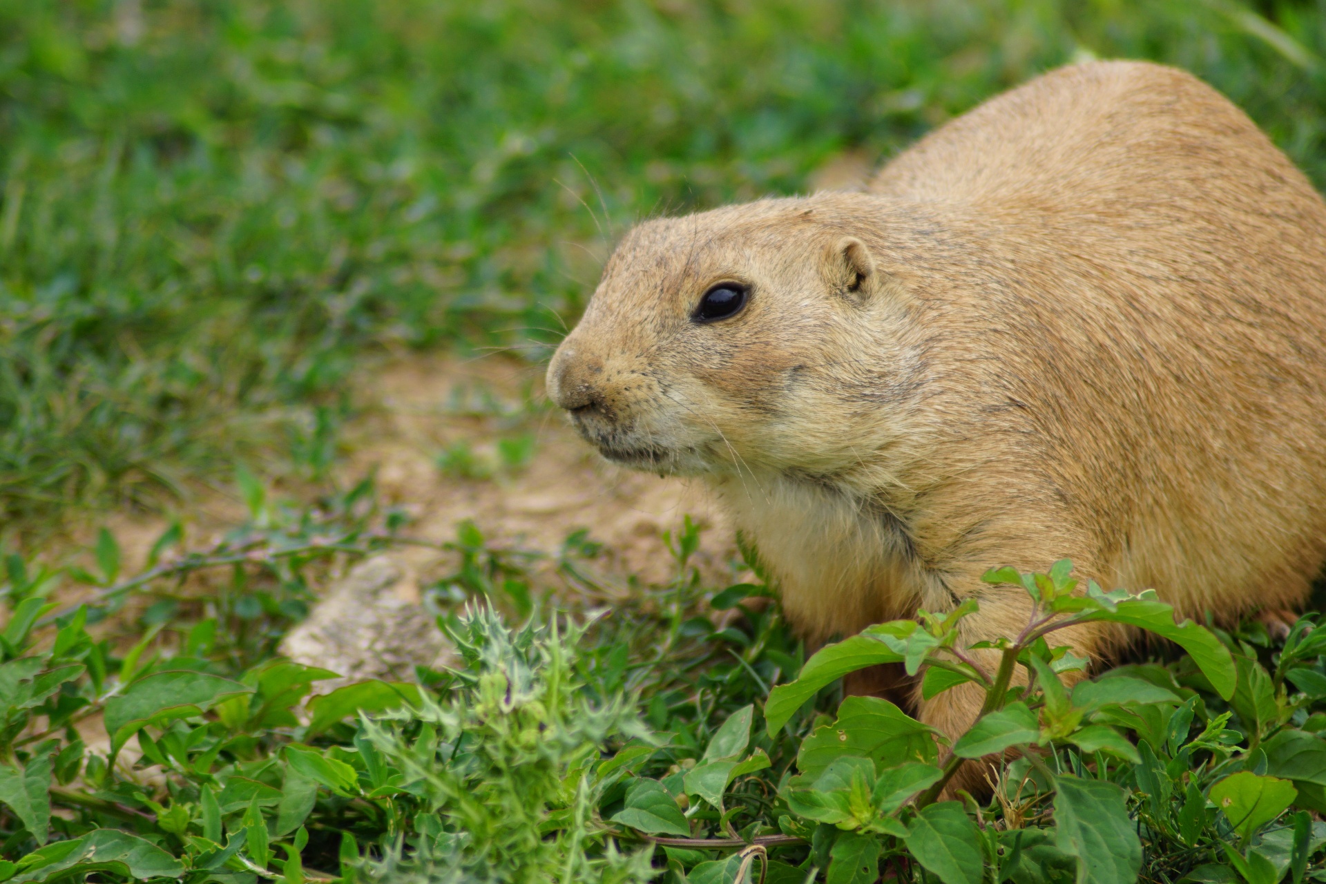 Gopher Control — Gophers